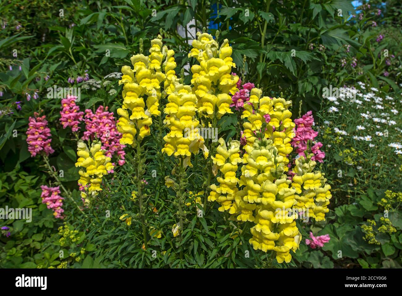 Common snapdragon (Antirrhinum majus ), Mecklenburg-Ouest Pomerania, Allemagne Banque D'Images