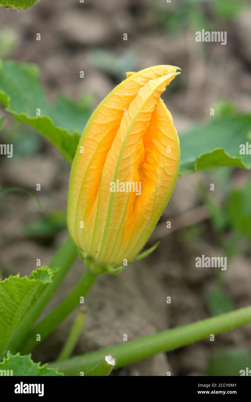 Fleur de courgettes (Cucurbita pepo), Bavière, Allemagne Banque D'Images