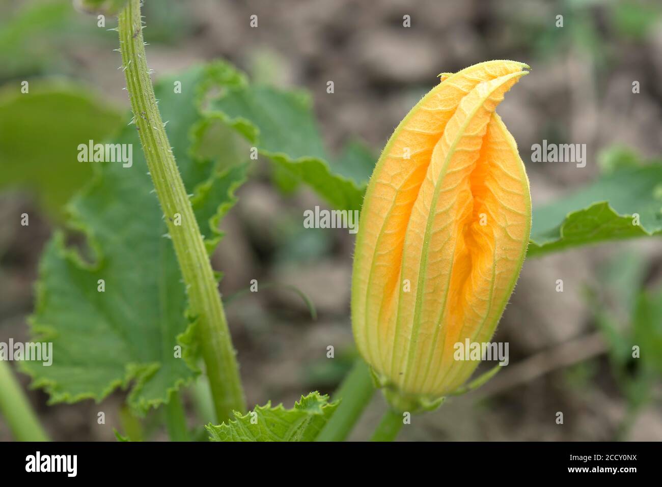 Fleur de courgettes (Cucurbita pepo), Bavière, Allemagne Banque D'Images