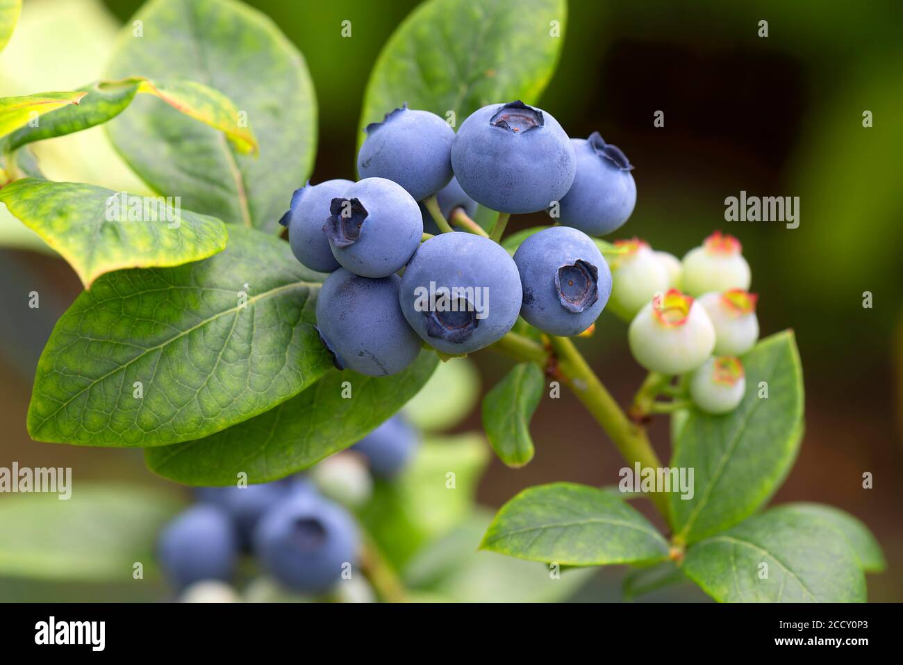 Bleuets (Vaccinium myrtillus) sur la brousse, Bavière, Allemagne Banque D'Images