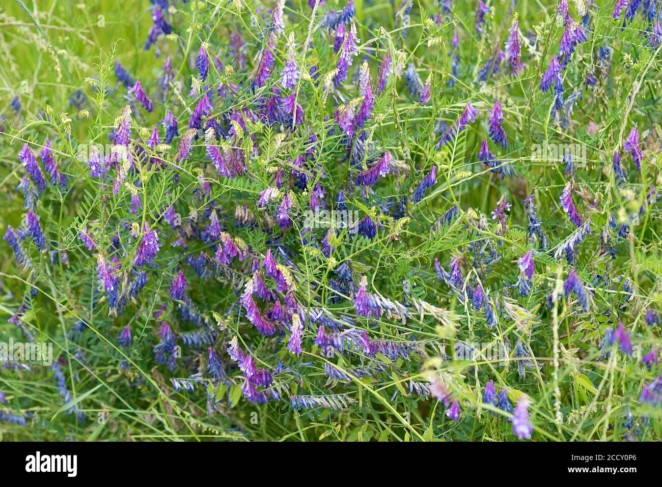 Vesce touffeté (Vicia cracca), Bavière, Allemagne Banque D'Images