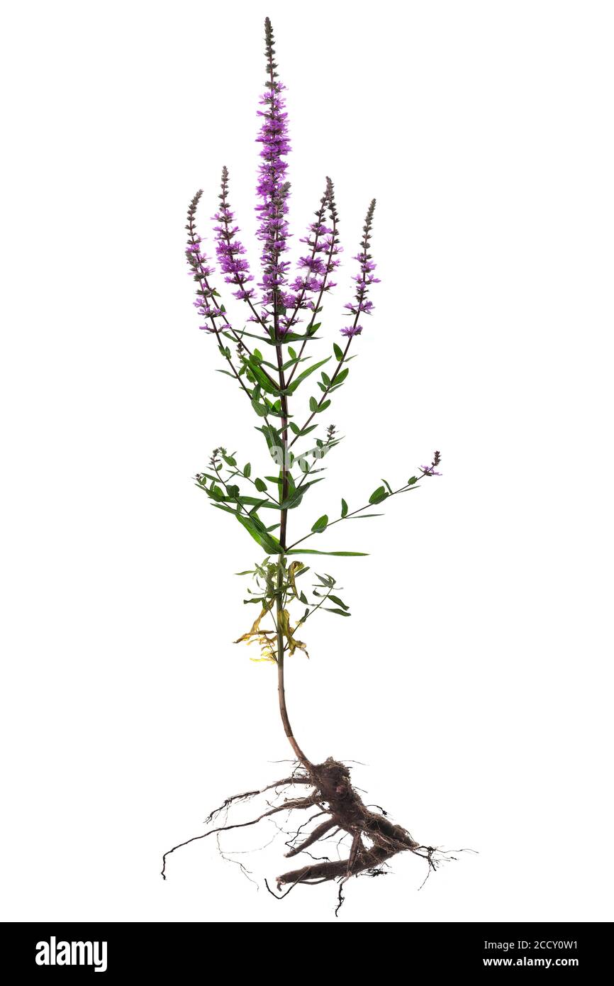 Salicaire pourpre (Lythrum salicaria) sur fond blanc, Allemagne Banque D'Images