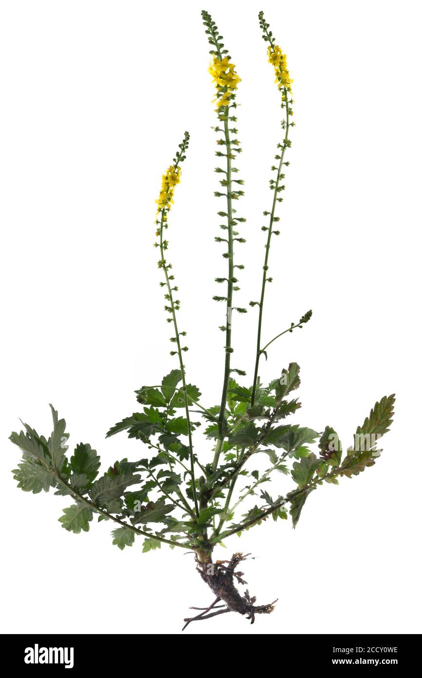 Agrimonia eupatoria (Agrimonia eupatoria) sur fond blanc, Allemagne Banque D'Images