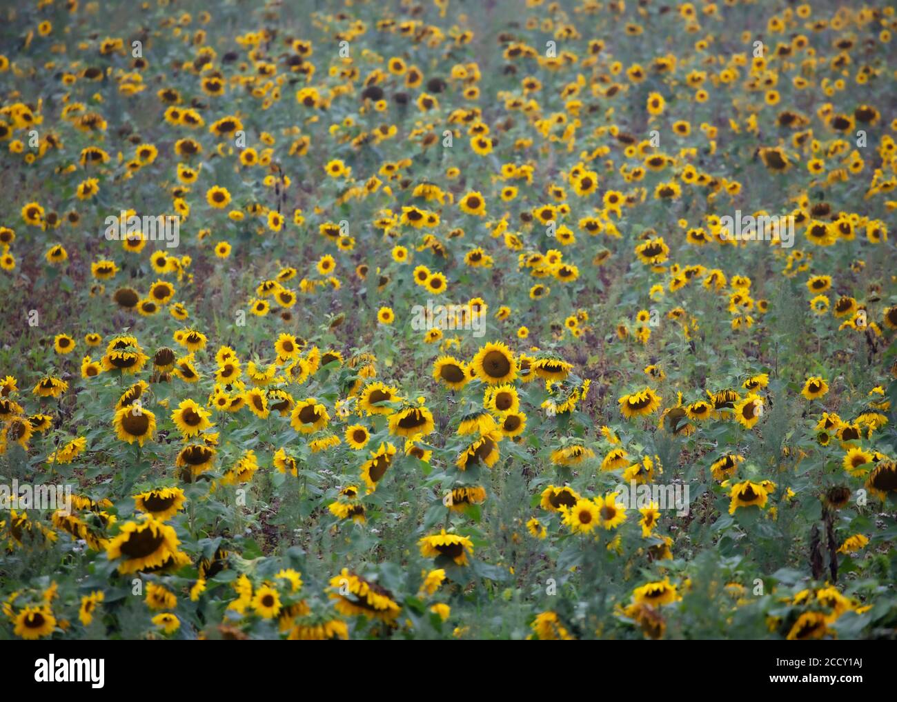 Tournesols dans un champ sur un matin d'été brumeux Banque D'Images