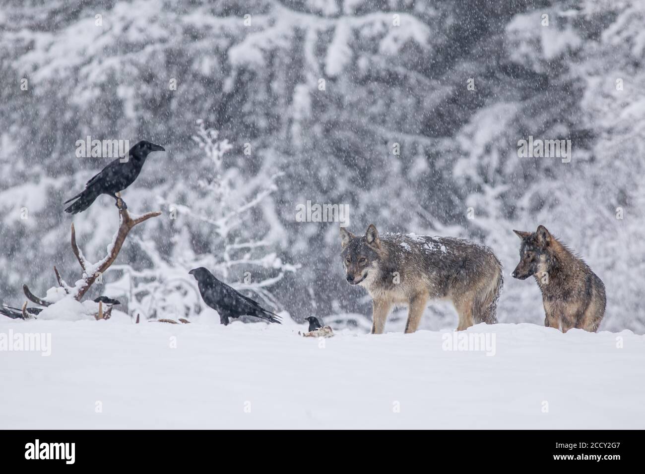 Pack de loups (Canis lupus) observe des corbeaux (Corvus corax) se nourrissant sur la carcasse, pré d'hiver, podkarpackie, montagnes Bieszczady, Pologne Banque D'Images