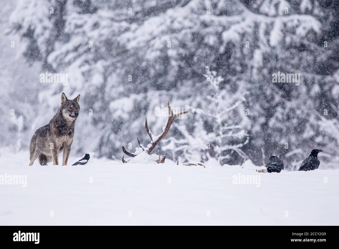 Le loup gris (Canis lupus) observe des corbeaux (Corvus corax) se nourrissant sur la carcasse, prairie d'hiver, podkarpackie, montagnes Bieszczady, Pologne Banque D'Images