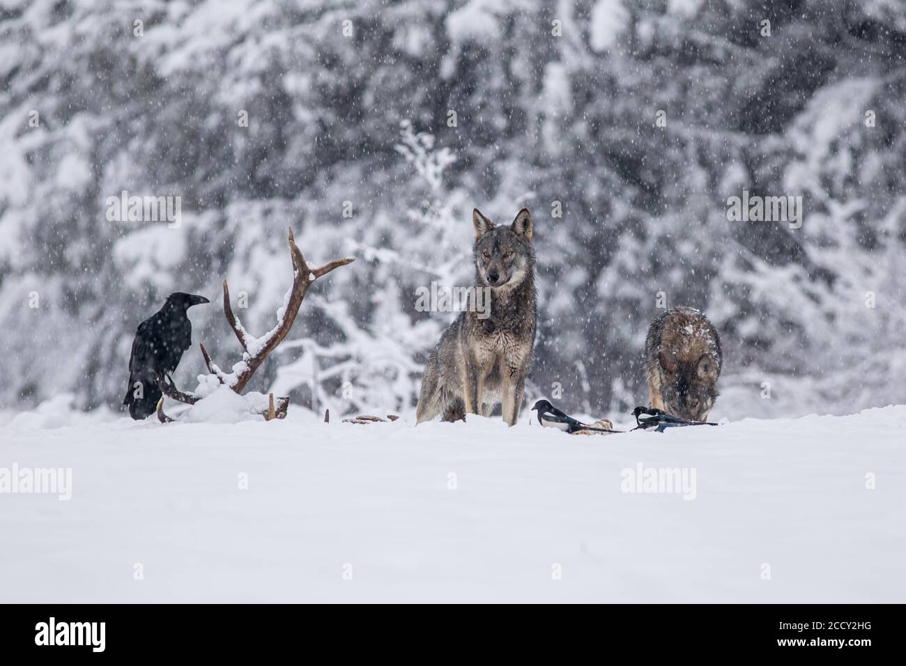 Pack de loups (Canis lupus) à la carcasse, pré d'hiver, podkarpackie, montagnes Bieszczady, Pologne Banque D'Images