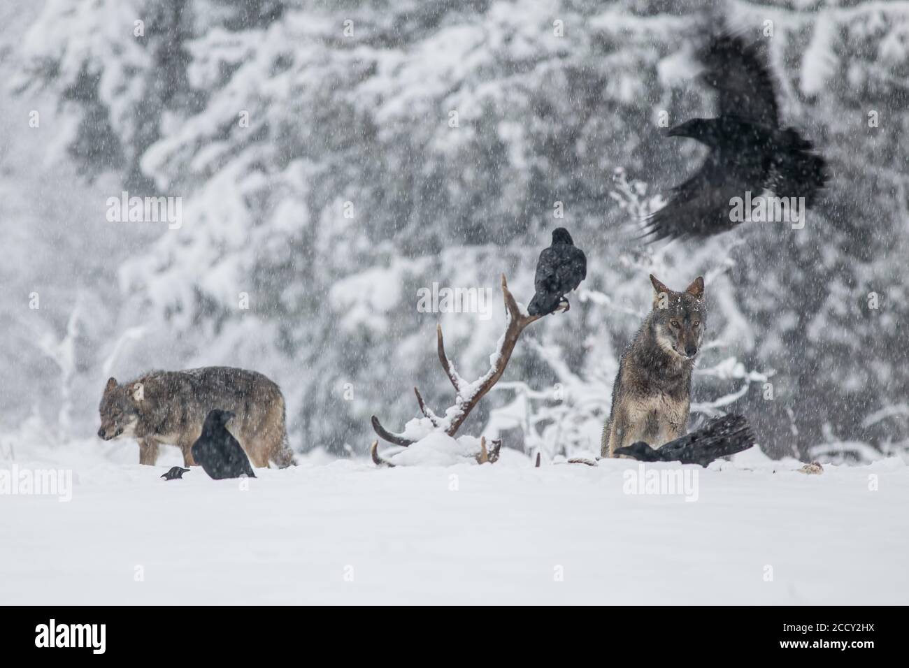 Pack de loups (Canis lupus) observe des corbeaux (Corvus corax) se nourrissant sur la carcasse, pré d'hiver, podkarpackie, montagnes Bieszczady, Pologne Banque D'Images