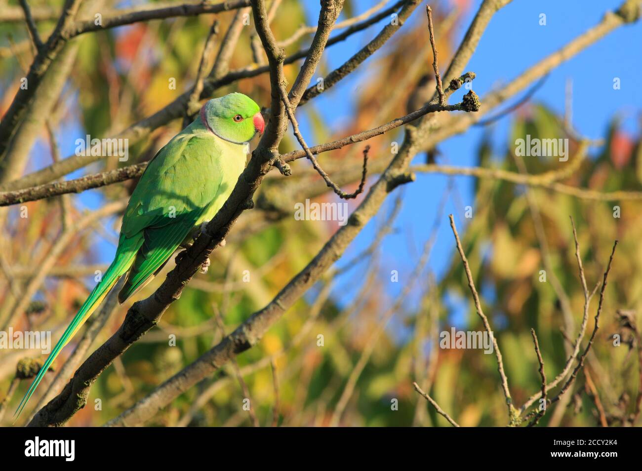 Parakeet vert à col en anneau perchée sur une branche avec un beau bleu clair ciel clair et éclairé par l'or naturel léger Banque D'Images