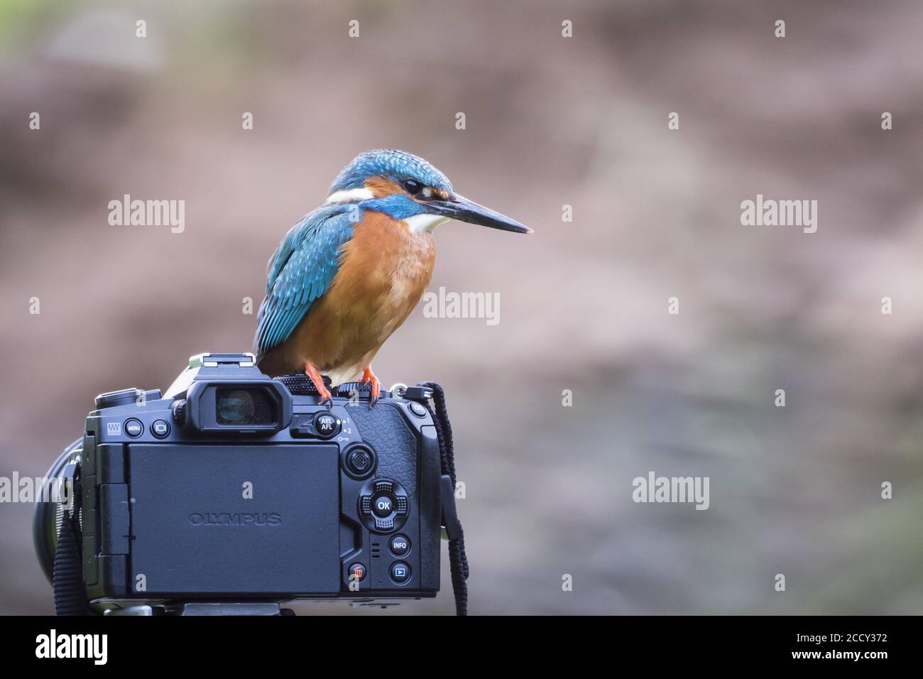 Kingfisher (Alcedo atthis commun), homme, assis sur l'appareil photo, Hesse, Allemagne Banque D'Images