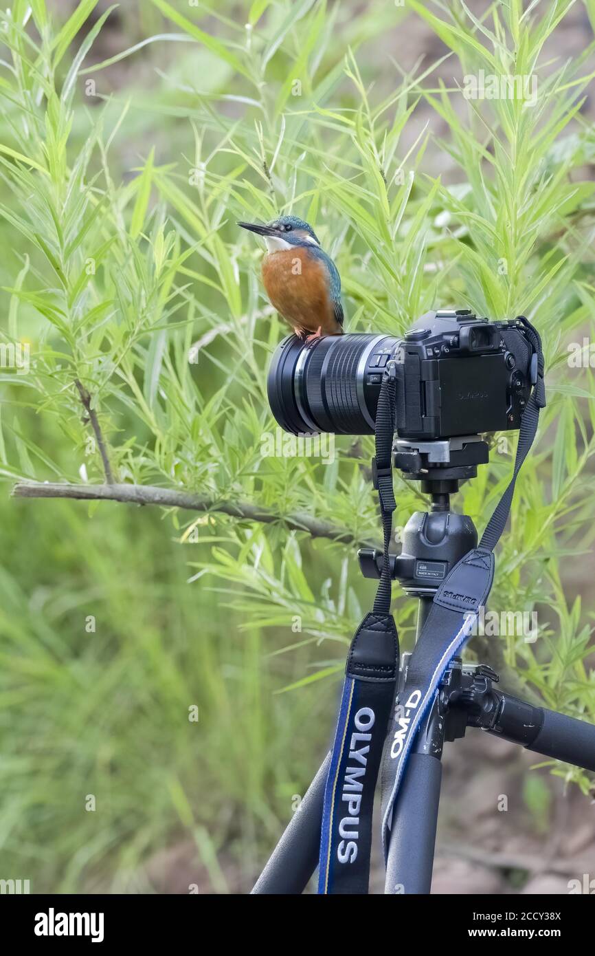 Kingfisher (Alcedo atthis commun), homme, assis sur l'appareil photo, Hesse, Allemagne Banque D'Images