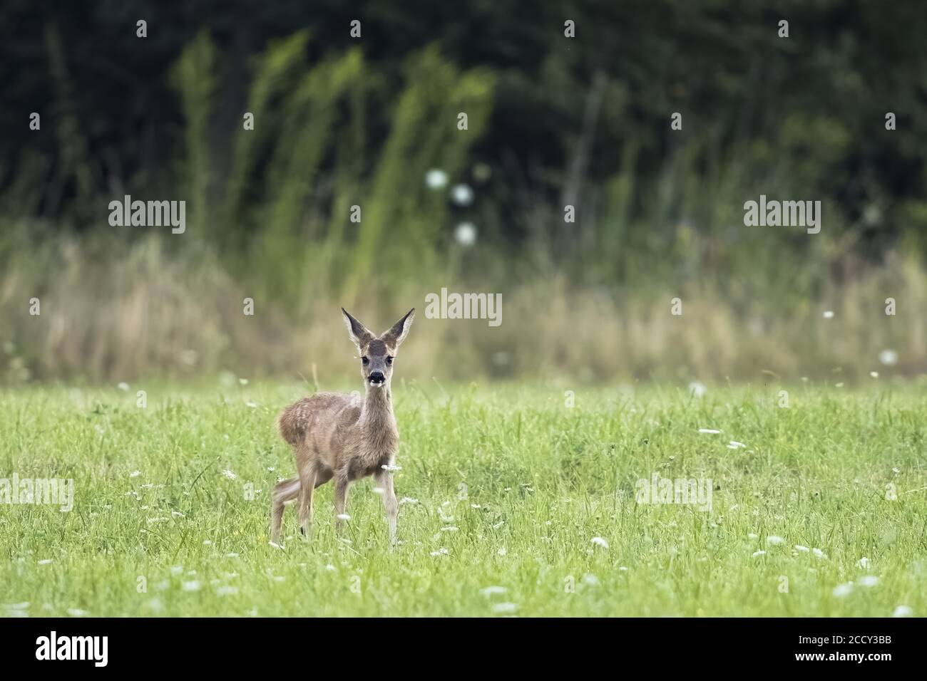 Cerf de Virginie (Capranolus capranolus), fauve, dans un pré, Hesse, Allemagne Banque D'Images