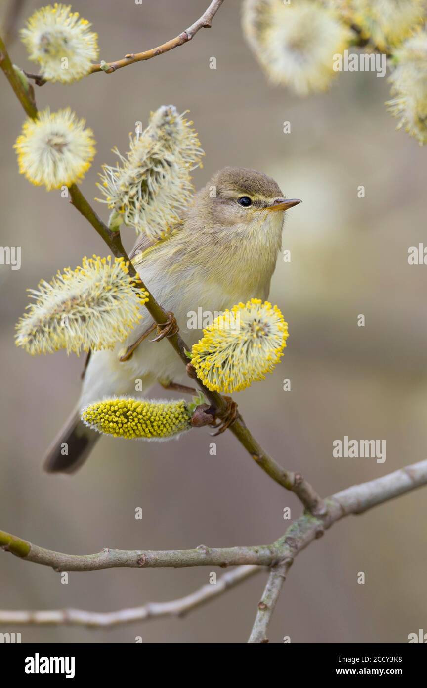 La chiffballe commune (Phylloscopus collybita ) dans un pâturage au printemps, Vechta, Basse-Saxe, Allemagne Banque D'Images