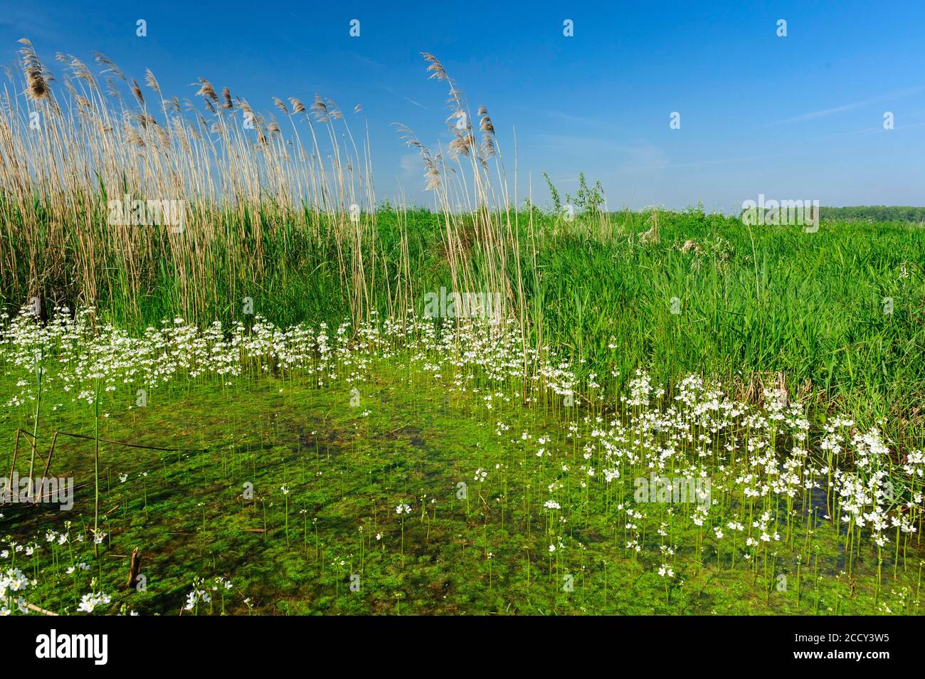 Coupe de beurre d'eau commune (Ranunculus aquatilis L.) floraison dans un fossé dans le bog, marais, prés humides, digues, troupeaux, Basse-Saxe, Allemagne Banque D'Images