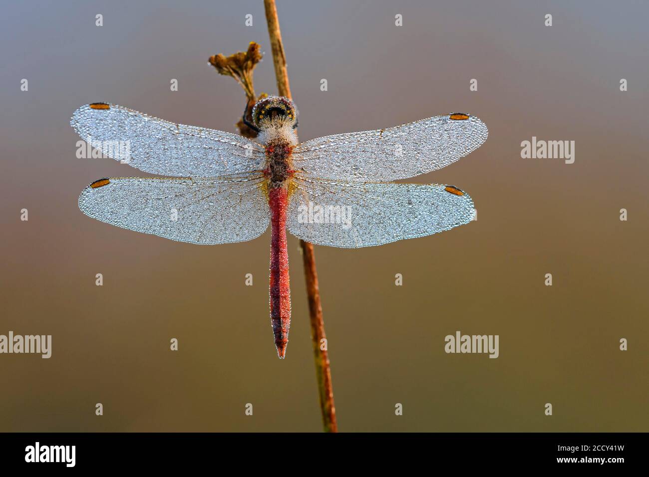Taunasse (Sympetrum depressiusculum), libellule, étangs à poissons Alhorn, Grossenkneten, Oldenburger Land, Basse-Saxe, Allemagne Banque D'Images
