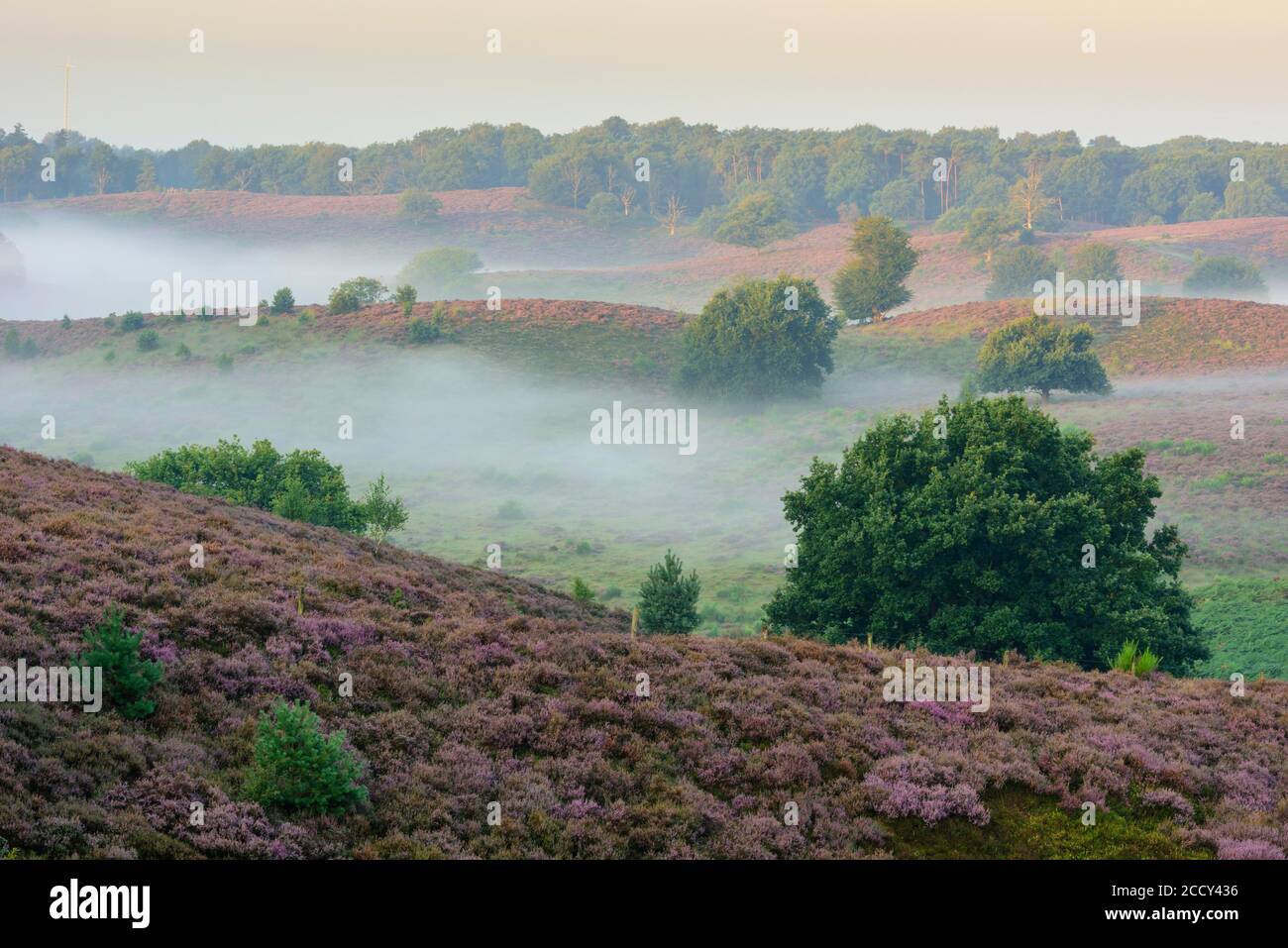 Bruyère de floraison avec brouillard dans les vallées, chêne, paysage de bruyère, Parc National Veluwezoom, Arnhem, pays-Bas Banque D'Images