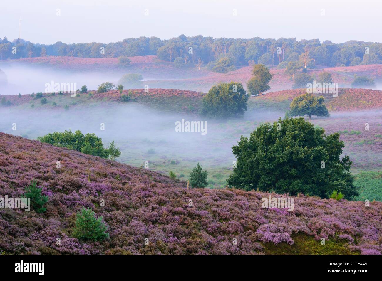 Bruyère de floraison avec brouillard dans les vallées, chêne, paysage de bruyère, Parc National Veluwezoom, Arnhem, pays-Bas Banque D'Images