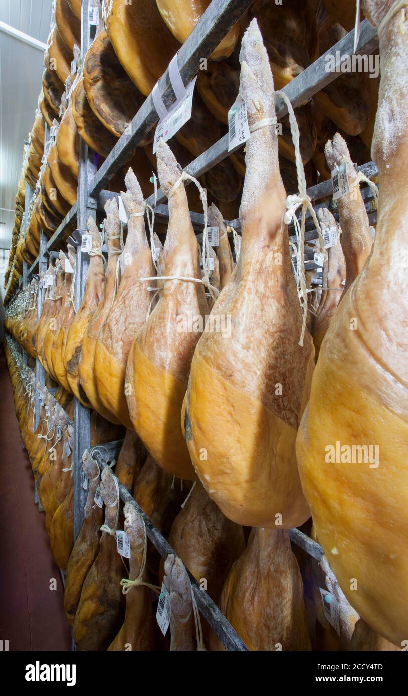 Jambon fumé dans la chambre de séchage, usine de Cantimpalos, province de Segovia, Espagne Banque D'Images