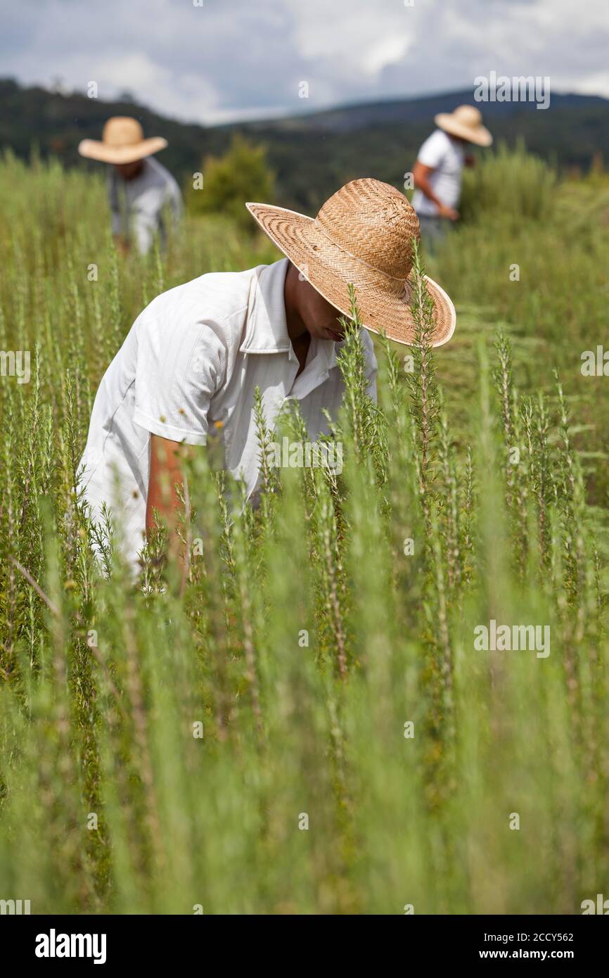 Les travailleurs de terrain récoltent des plantes de romarin dans la ferme biologique près d'Itupeva, à Sao Paulo, au Brésil Banque D'Images