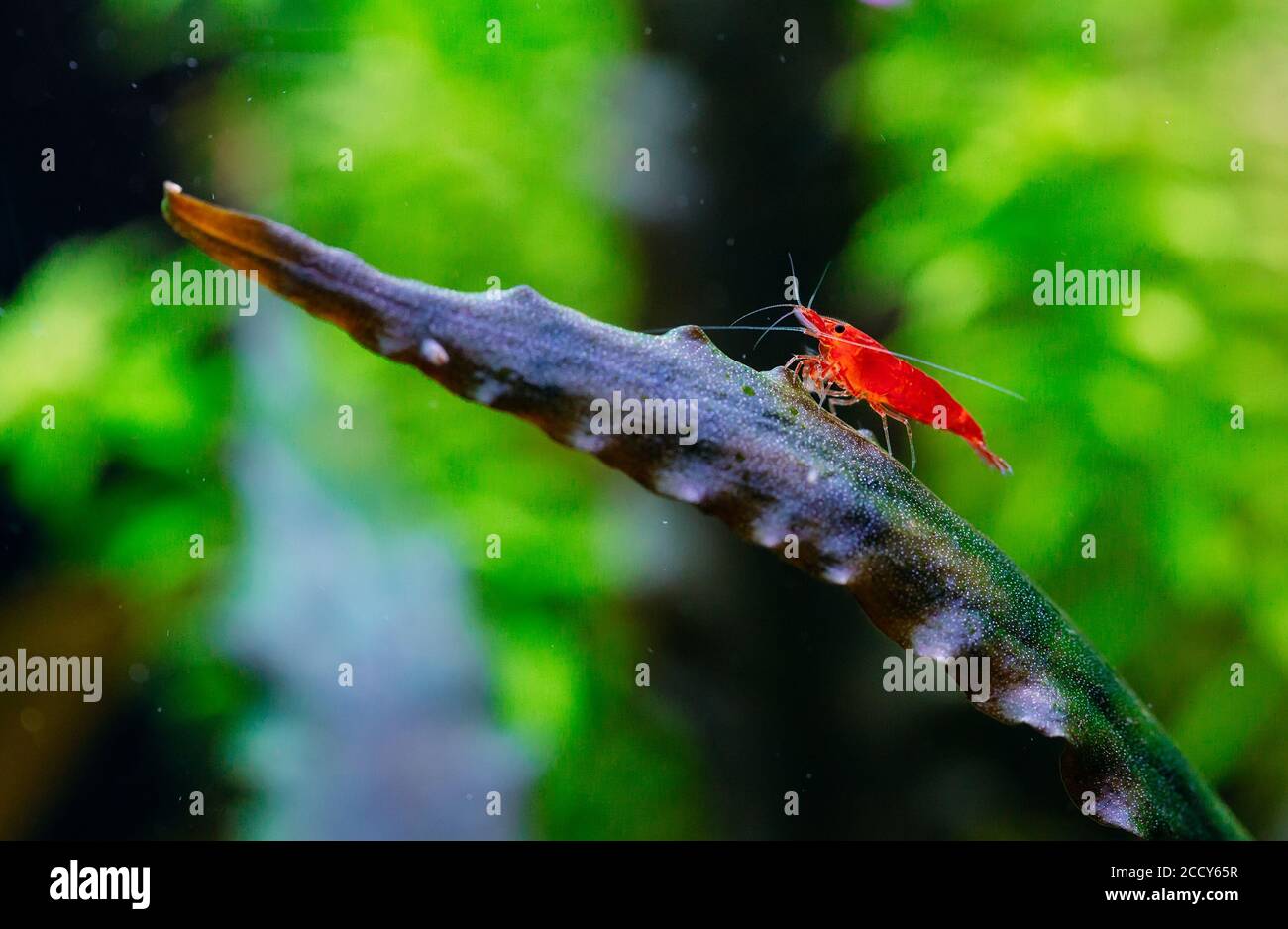 Grande crevette rouge feu ou naine cerise avec fond vert dans un aquarium d'eau douce. Banque D'Images