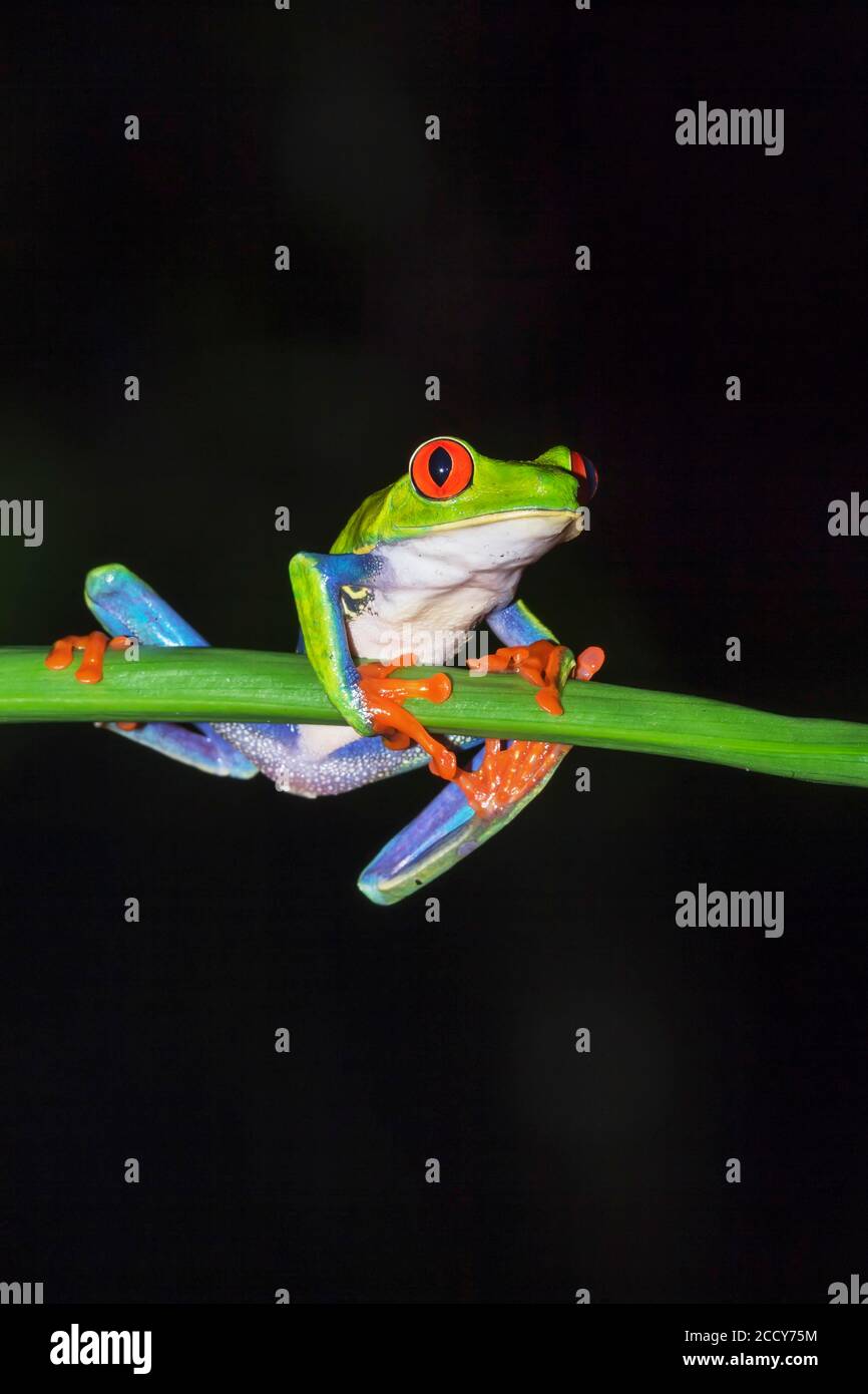 Grenouille à yeux rouges (Agalychnis callidryas) sur tronc vert, Sarapiqui, Costa Rica Banque D'Images