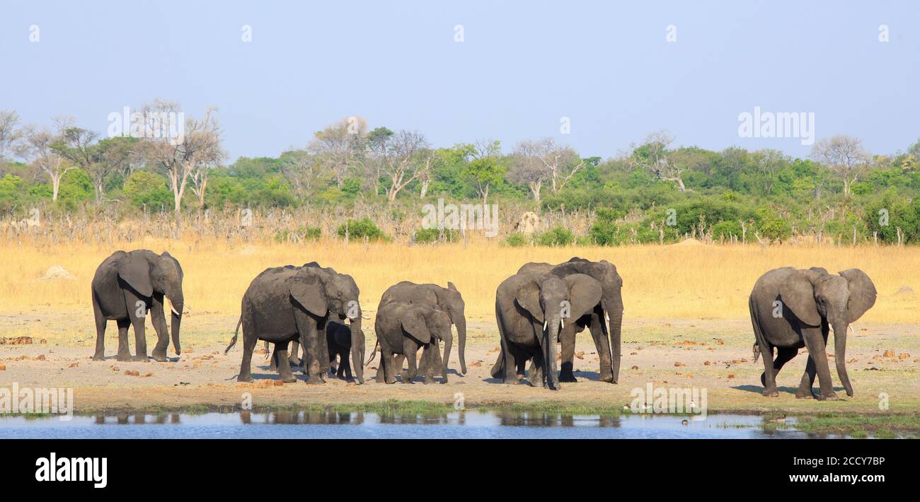 Ligne droite d'éléphants à côté d'un trou d'eau avec un beau ciel bleu pâle et fond naturel de brousse dans le parc national de Hwange, Zimbabwe Banque D'Images
