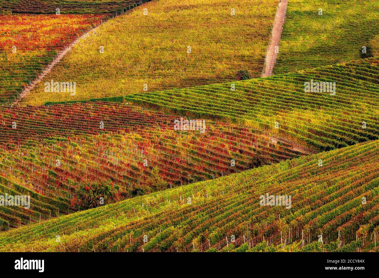 Vue sur les magnifiques vignobles d'automne poussent sur les collines du Piémont dans le nord de l'Italie. Banque D'Images
