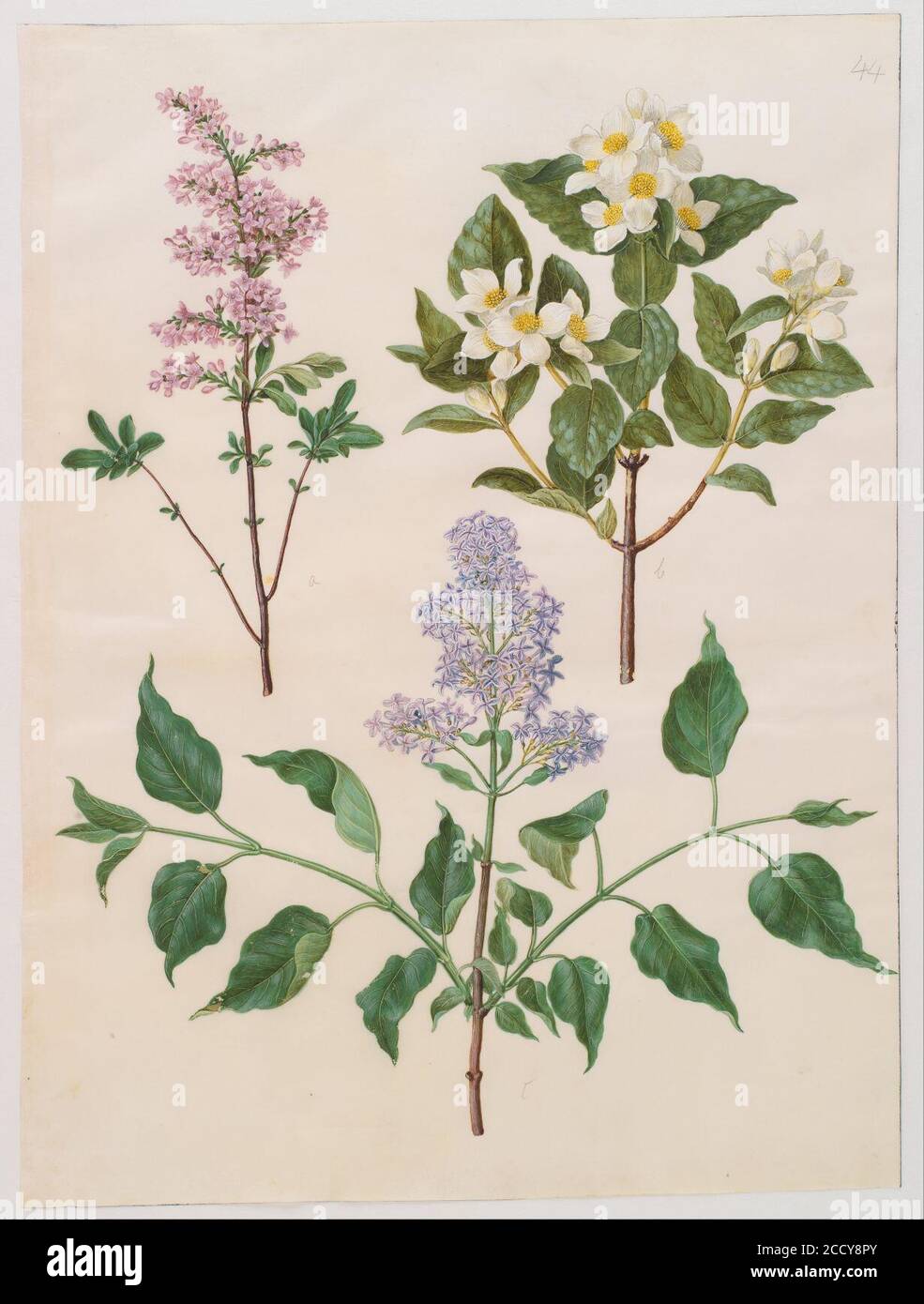 Johannes Simon Holtzbecher - Syringa x persica ; Philadelphus coronarius ; Syringa vulgaris Banque D'Images