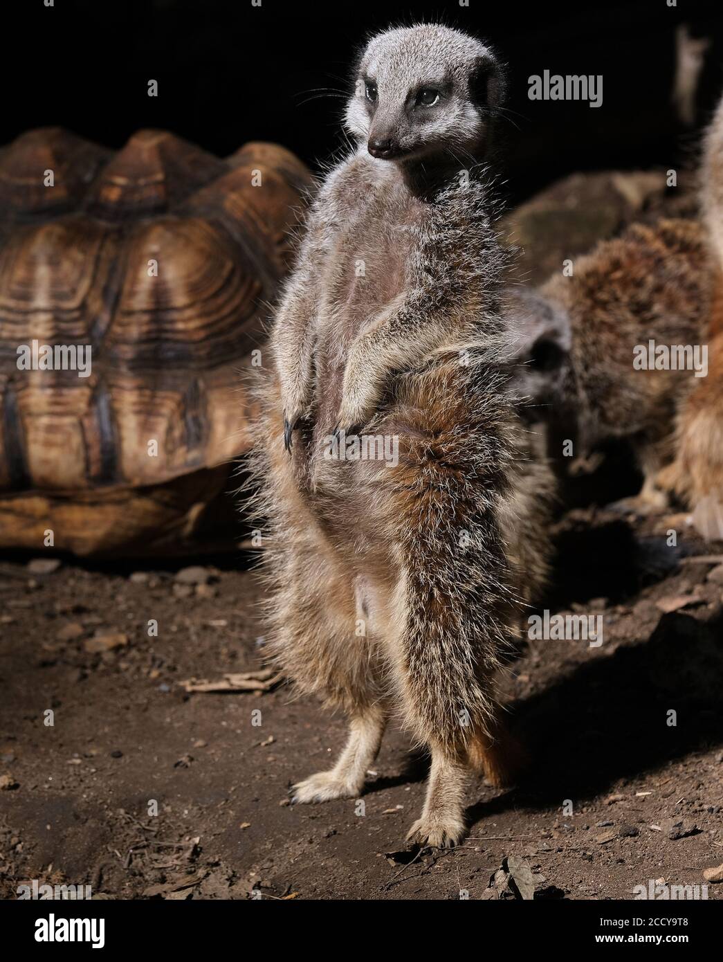 Tribu des Meerkats dans un petit parc animalier sur la vue publique. Banque D'Images