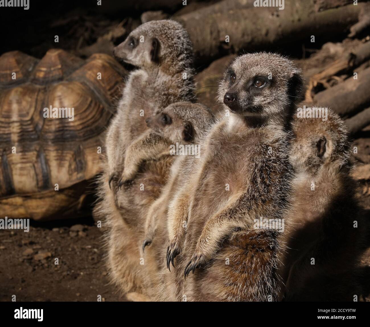 Tribu des Meerkats dans un petit parc animalier sur la vue publique. Banque D'Images