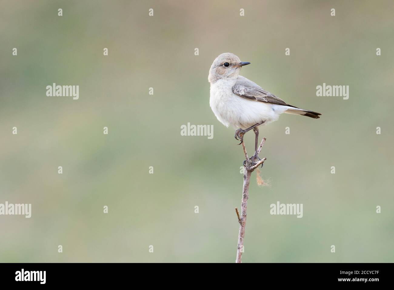 Wheatear de Finsch (Oenanthe finschii barnesi) Tadjikistan, femelle adulte perchée sur une branche Banque D'Images