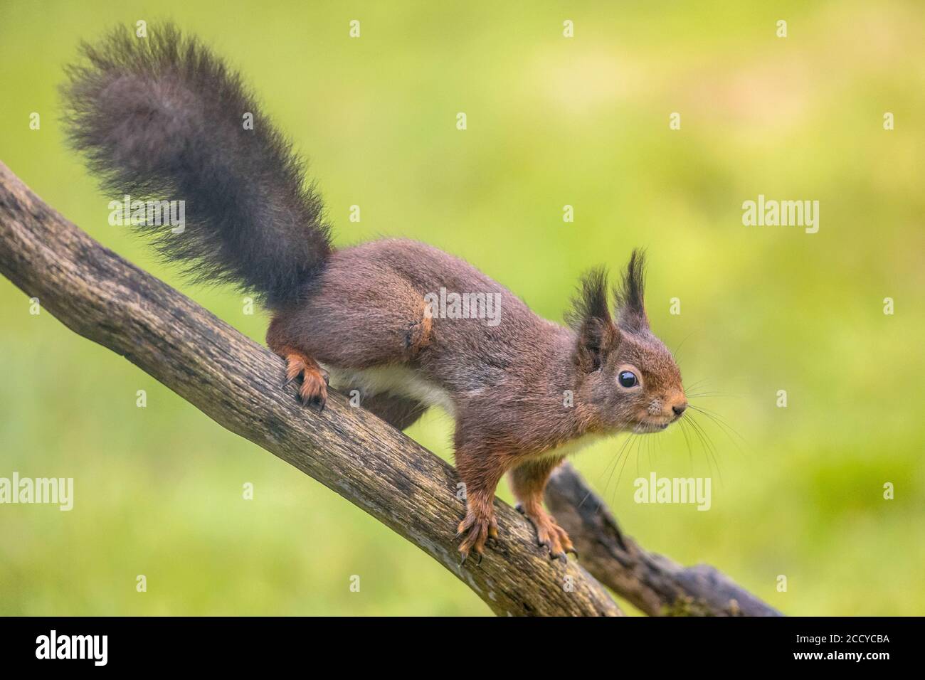 Écureuil roux (Sciurus vulgaris) gros plan d'un animal sombre assis sur la branche pendant recherche de danger Banque D'Images