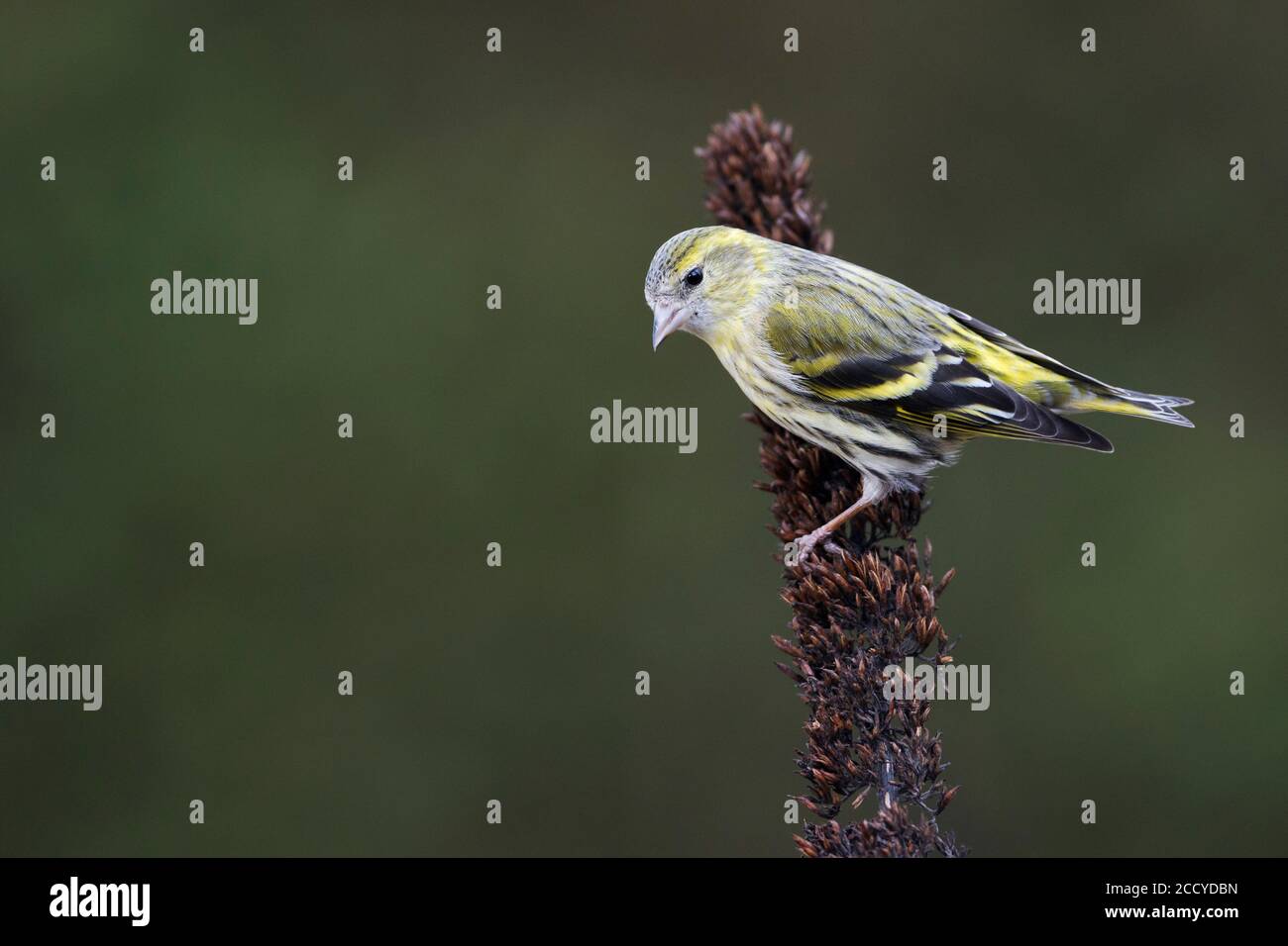 Femelle adulte de Siskin eurasien (Carduelis spinus) mangeant à partir de graines dans un arbre en Allemagne. Banque D'Images