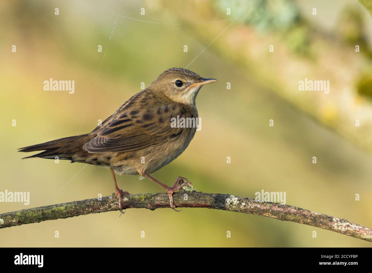 Paruline de cachot commune (Locustella naevia naevia) en Allemagne, adulte perché sur une branche horizontale, à la fin de l'été. Banque D'Images
