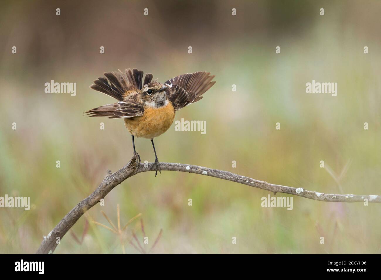 Femme adulte européenne Stonechat (Saxicola torqatus rubicola) perchée sur une branche horizontale au Maroc. Ses ailes s'envolées. Banque D'Images