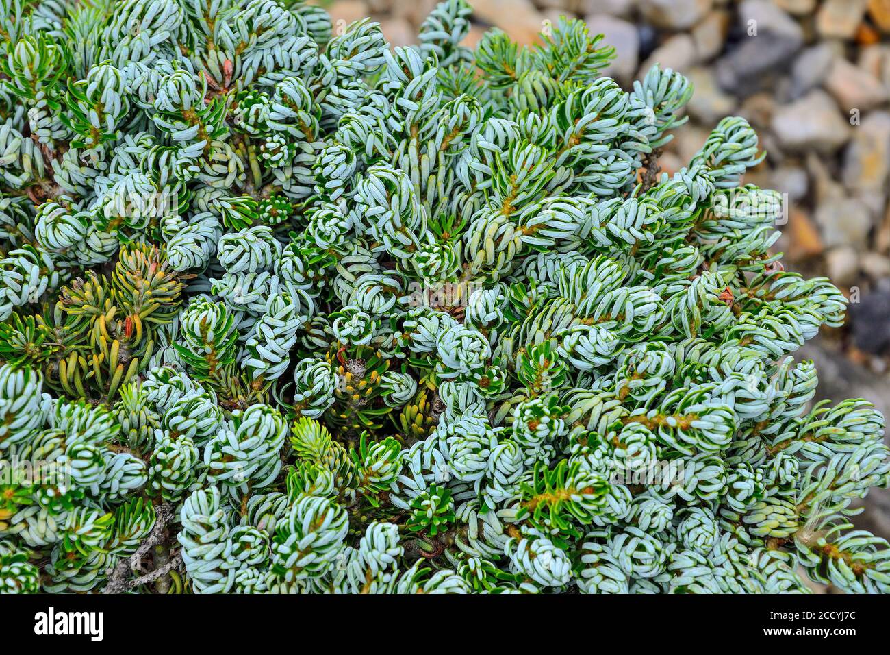 Plante à feuilles persistantes de conifères naines Korean Fir 'Kohouts Icebreaker' (Abies koreana) dans le paysage de jardin de pierres. Cultivar rare avec aiguilles courbées d'argent. Banque D'Images