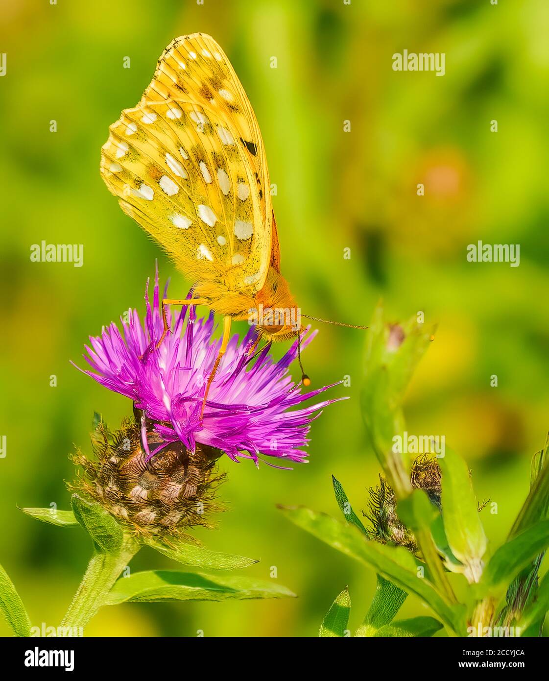 Butterfly on Flower Banque D'Images