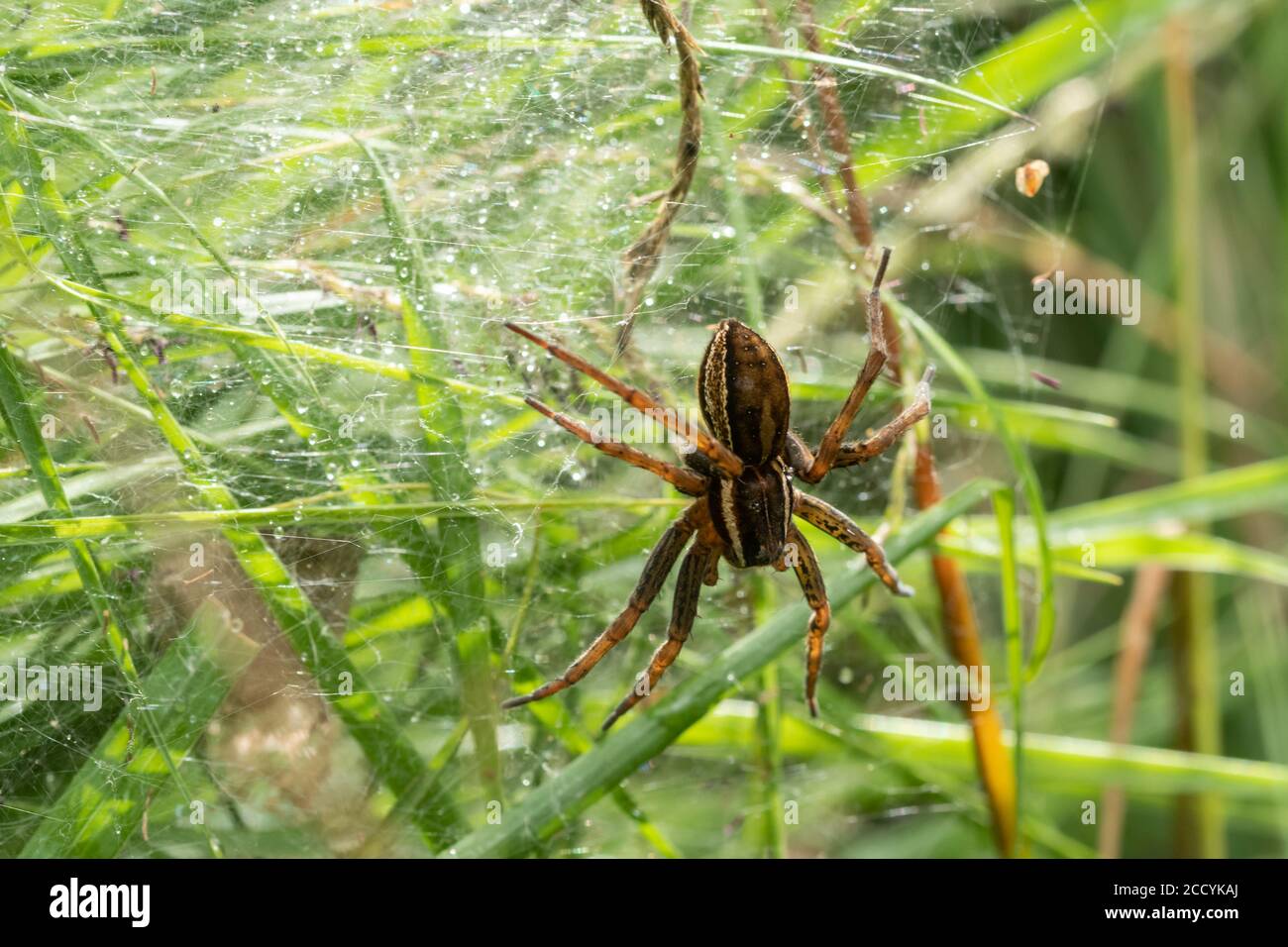 Araignée radeau femelle (Dolomedes fimbriatus) sur une toile ou un nid nursey, au Royaume-Uni, en août Banque D'Images