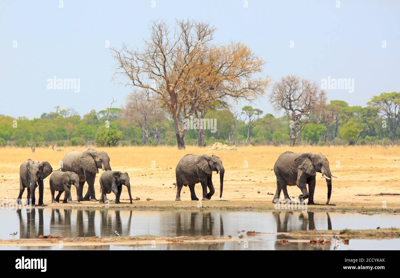 Un troupeau familial d'éléphants se promenant au-delà d'un trou d'eau avec un reflet de la nie dans l'eau sur un ciel bleu pâle et un fond de brousse. Parc Hwange Natioanl Banque D'Images