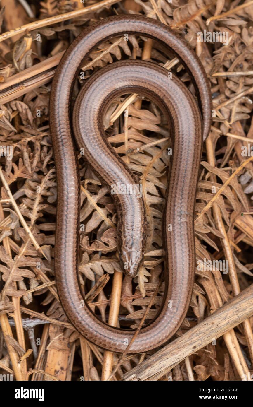 Gros plan d'un ver lent (Anguis fragilis) qui se basait sur saumâtre, au Royaume-Uni Banque D'Images