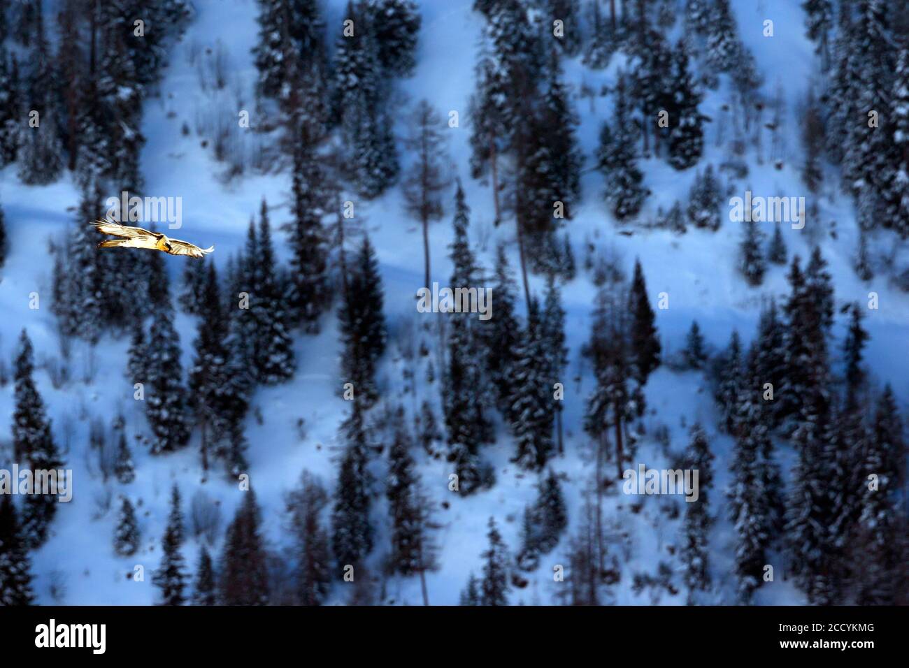 Vulture à barbe adulte (Gypaetus barbatus barbatus), en vol au-dessus des Alpes enneigées en Suisse. Également connu sous le nom de Lammergeier. Banque D'Images