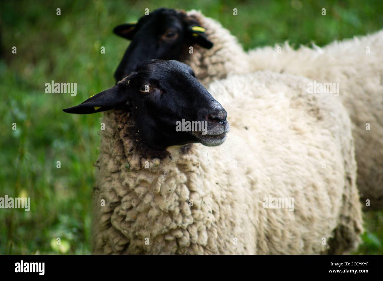 Sheep à face noire se dresse sur la prairie et est à la recherche Banque D'Images