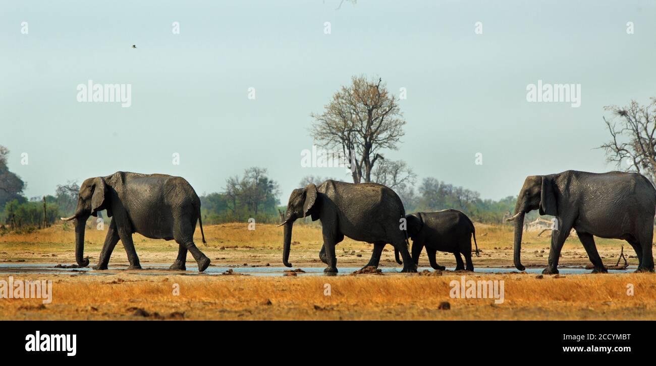 Vue panoramique d'un petit troupeau familial d'éléphants marchant à côté d'un petit trou d'eau contre un ciel bleu pâle, brume chaude est visible. Trou d'eau de Makololo Banque D'Images