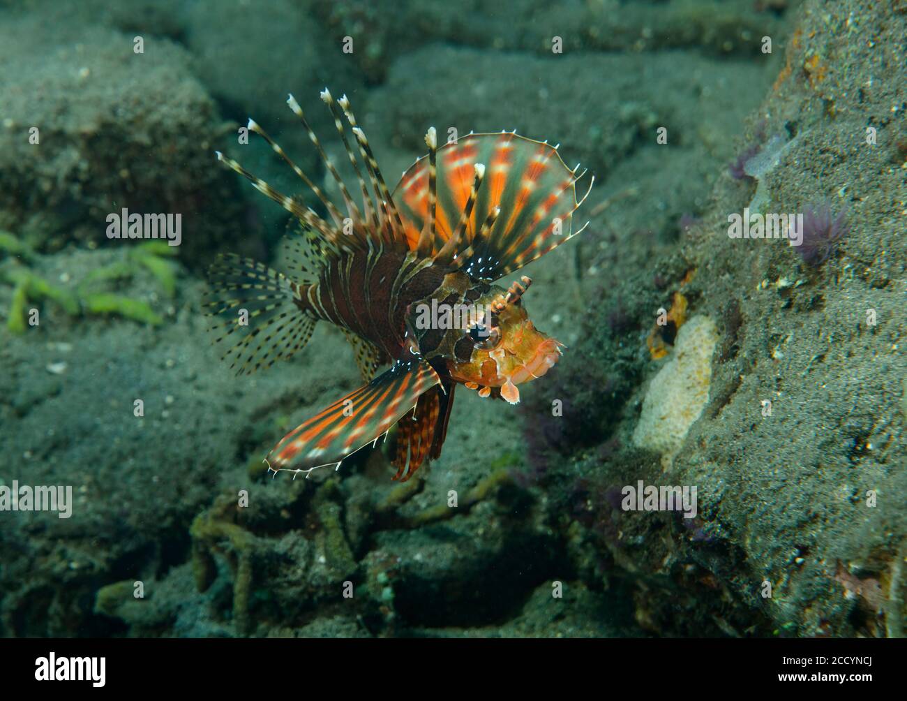 Léonfish zébré, Dendrochirus zébra, avec ailettes pectorales en éventail entièrement étendues, Tulamben, Bali Banque D'Images