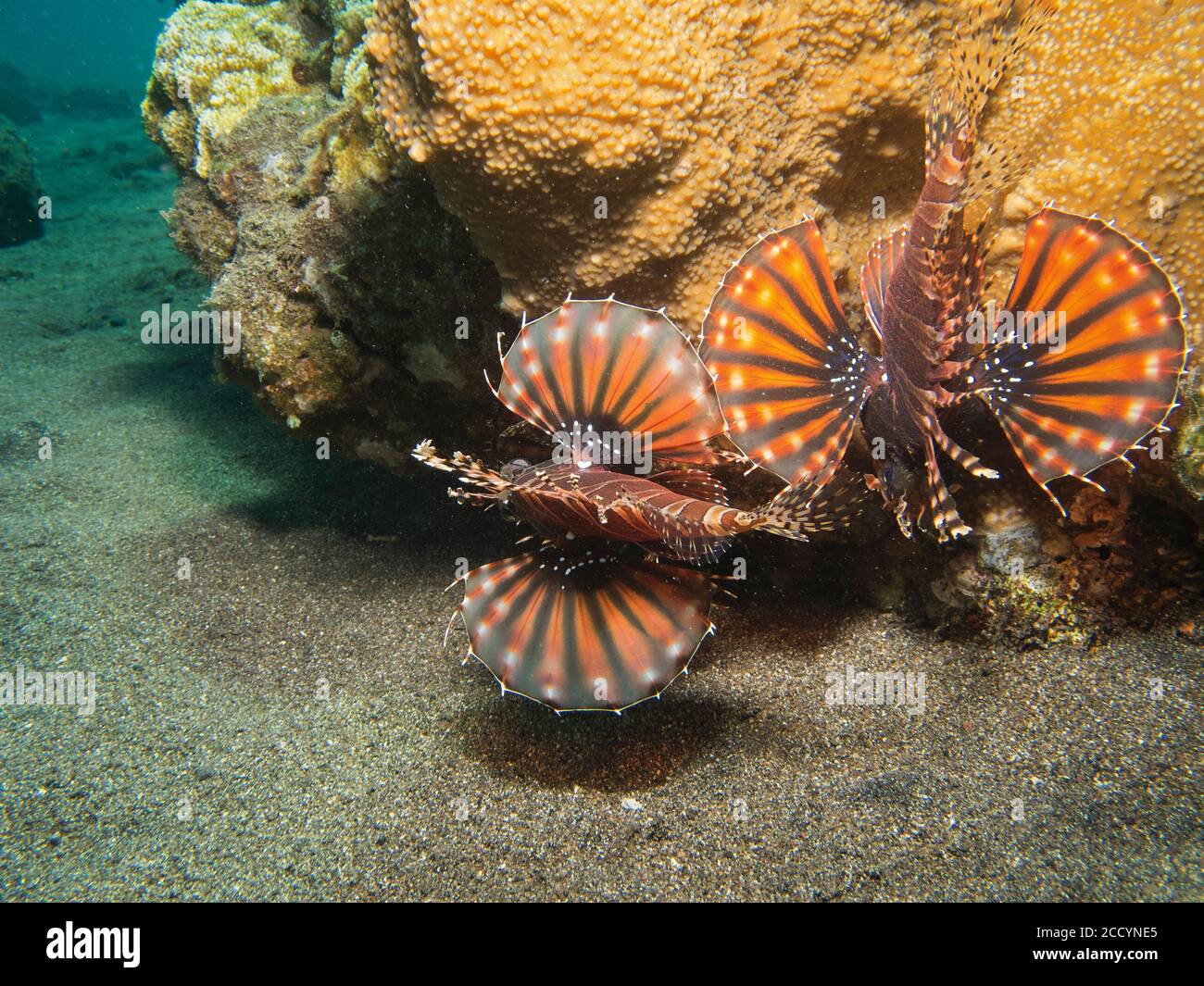Léonfish zébré, Dendrochirus zébra, avec ailettes pectorales en éventail entièrement étendues, Tulamben, Bali Banque D'Images