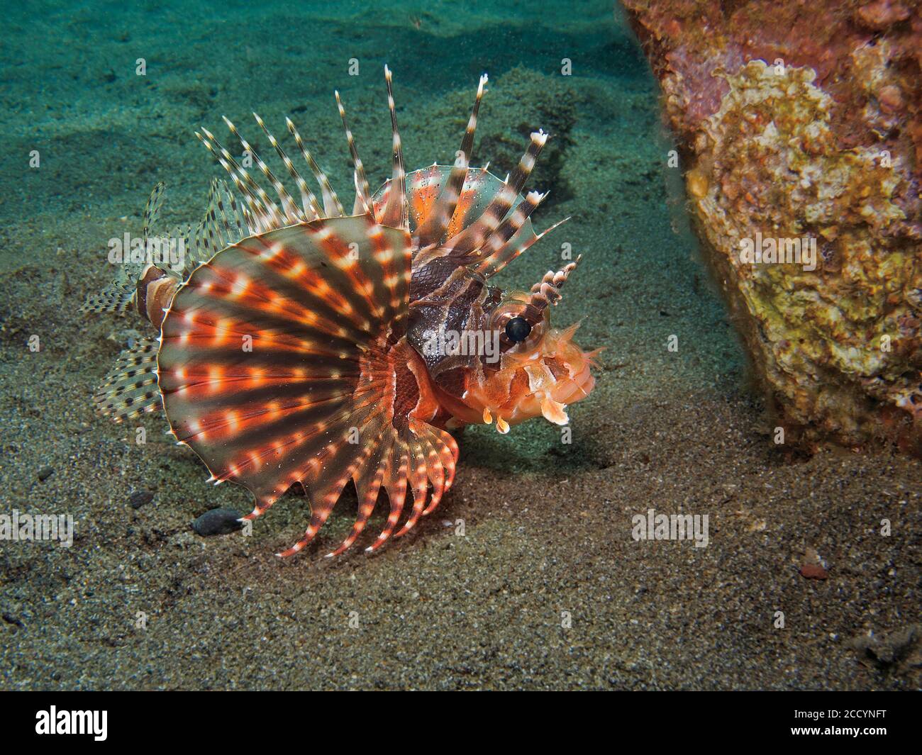 Léonfish zébré, Dendrochirus zébra, avec ailettes pectorales en éventail entièrement étendues, Tulamben, Bali Banque D'Images