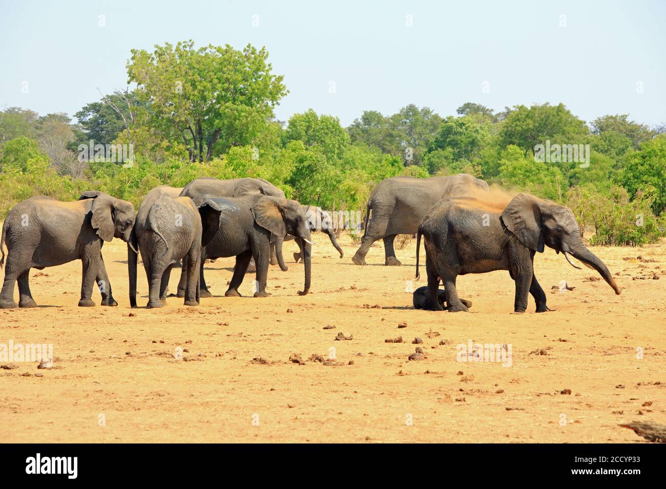 Troupeau d'éléphants sur la savane africaine pulvérisant et dépoussiérant eux-mêmes avec du sable pour essayer de rester au frais. Parc national de Hwange, Zimbabwe Banque D'Images