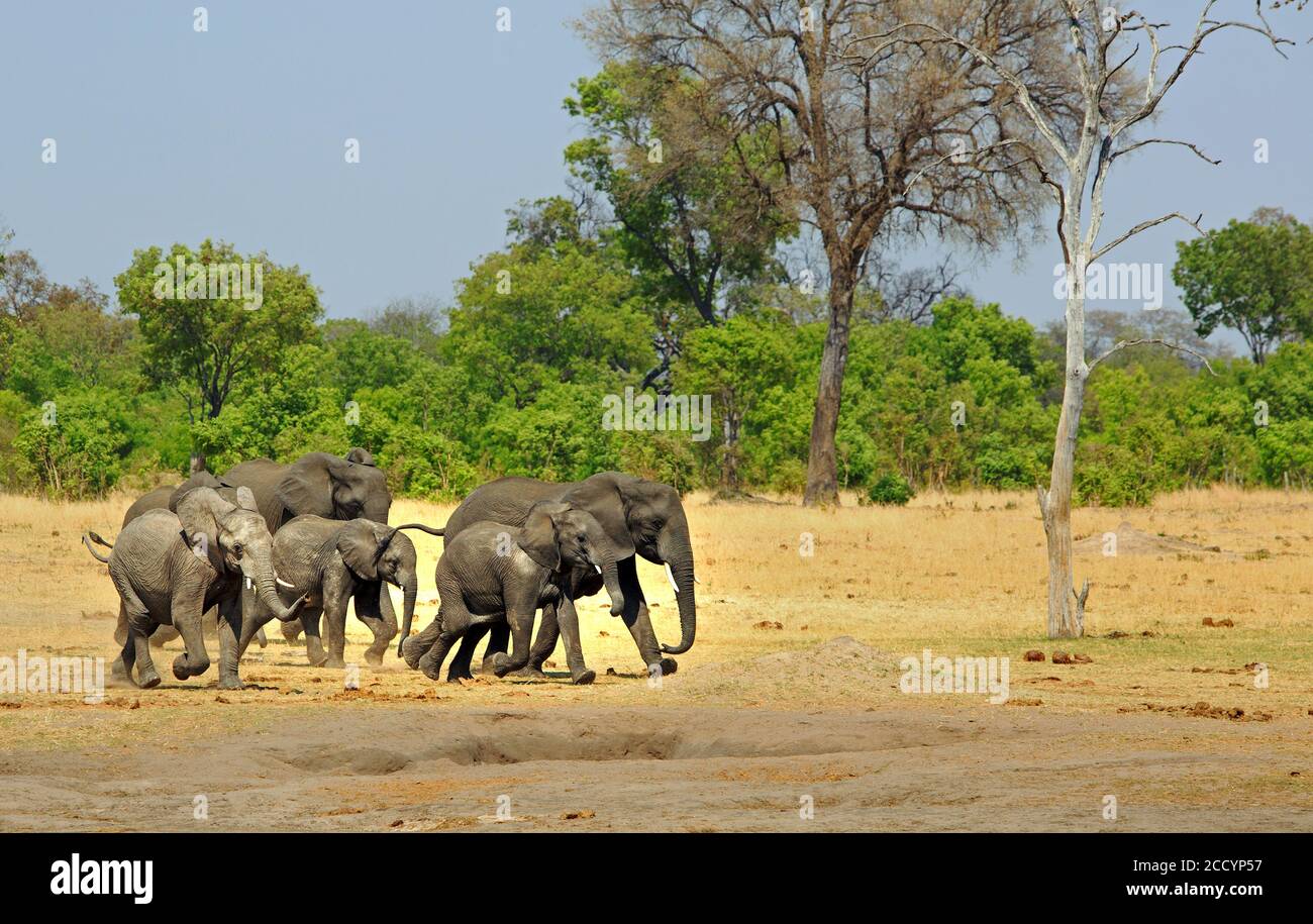 Troupeau d'éléphants d'Afrique traversant la savane aride jaune sec dans le parc national de Hwange, Zimbabwe Banque D'Images