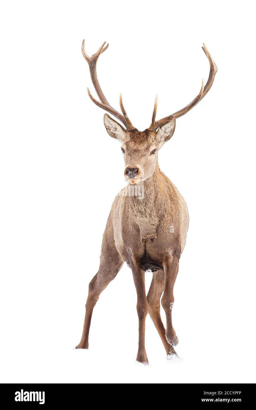 Cerf rouge majestueux approche isolé sur fond blanc. Banque D'Images Cerf rouge majestueux approche isolé sur fond blanc. Banque D'Images