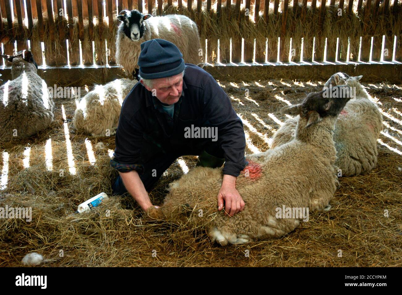 Dales Farmer aide brebis à donner naissance à l'agneau sur Ferme Ribblesdale Yorkshire Dales Royaume-Uni Banque D'Images